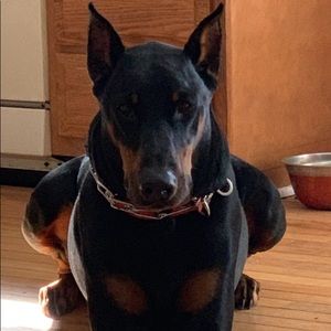 Meet your Posher, Justin